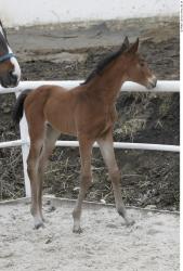 Whole Body Foal