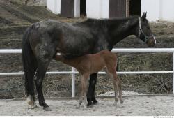 Whole Body Foal