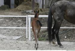 Whole Body Foal