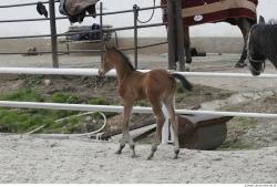 Foal