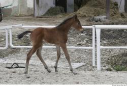 Whole Body Foal