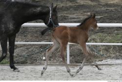 Whole Body Foal