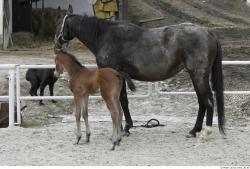 Whole Body Foal