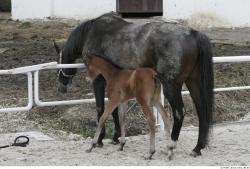 Foal