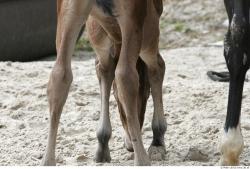 Foal