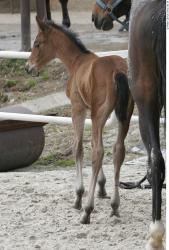 Foal