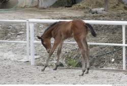 Foal