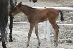 Foal