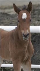 Foal