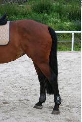 Leg Whole Body Horse Animal photo references