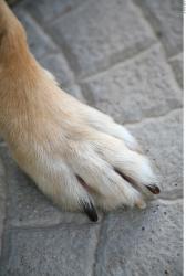 Foot Dog
