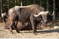 Whole Body Buffalo Animal photo references