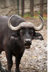 Whole Body Buffalo Animal photo references
