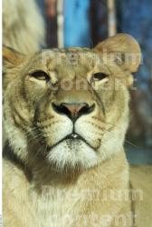 Head Tongue Lion Animal photo references