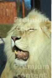 Head Tongue Lion Animal photo references