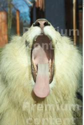 Mouth Tongue Lion Animal photo references