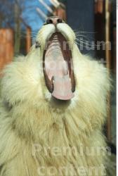 Mouth Tongue Lion Animal photo references
