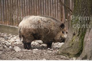 Boar