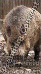 Boar