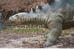 Whole Body Head Dinosaurus-Stegosaurus Animal photo references