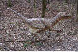 Whole Body Dinosaurus-Saurian Animal photo references