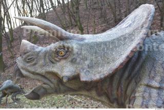 Triceratops