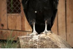 Leg Condor