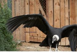Whole Body Condor