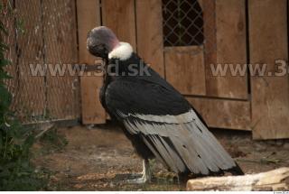 Condor