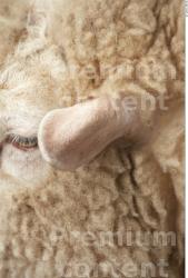 Ear Sheep