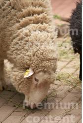 Head Sheep