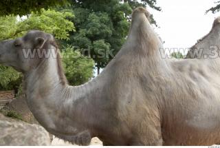 Camel # 2