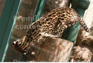 Ocelot