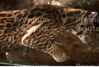 Ocelot