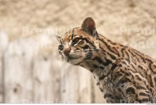 Ocelot