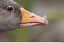 Nose Goose