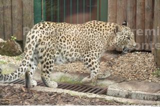 Leopard # 2