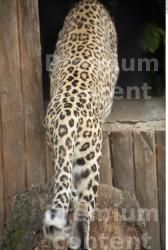 Back Leopard