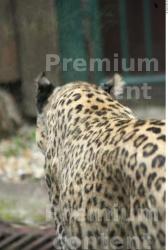 Neck Leopard