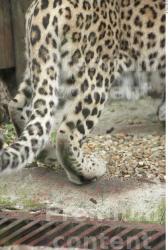 Leg Leopard