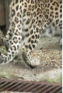 Leopard # 2