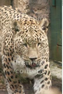 Leopard # 2