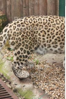 Leopard # 2