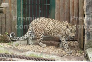 Leopard # 2