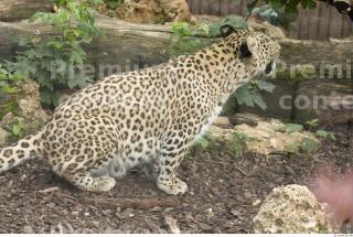 Leopard # 2