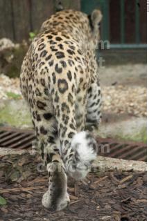 Leopard # 2