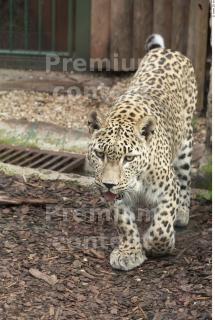 Leopard # 2