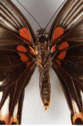 Upper Body Insect