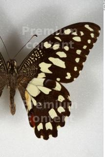Butterfly # 6