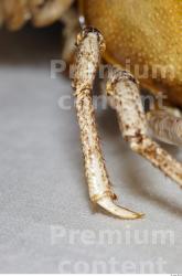 Leg Crawfish Animal photo references